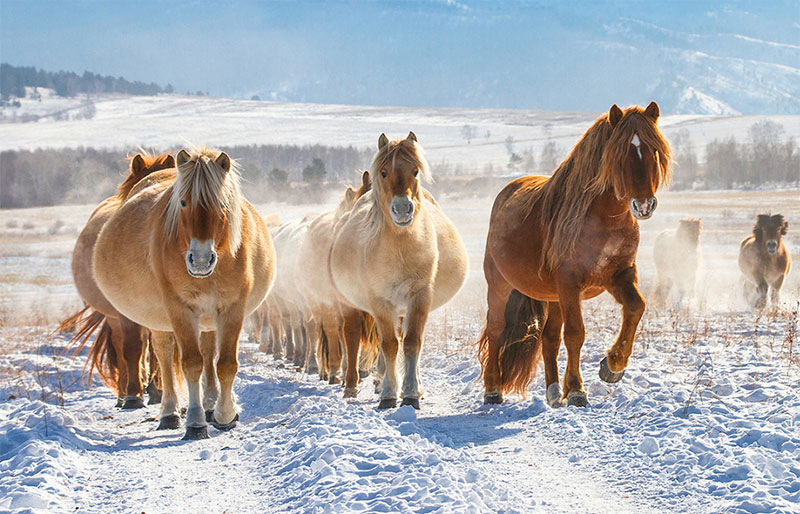 mongolia horse photos in january 